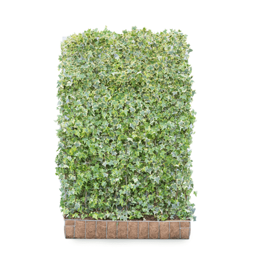 Hedera helix 'Goldchild' (Mobilane kant en klaar haag)